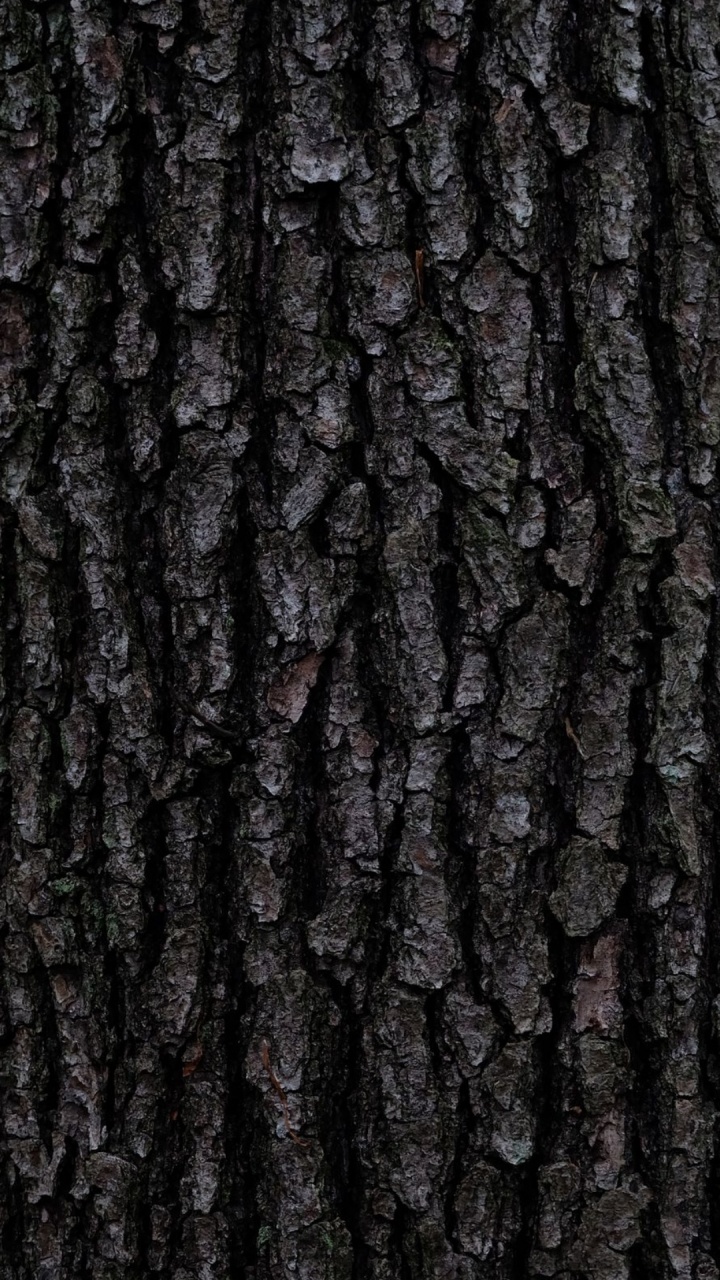 Écorce, Brown, Gris, Plante Terrestre, Fermer. Wallpaper in 720x1280 Resolution