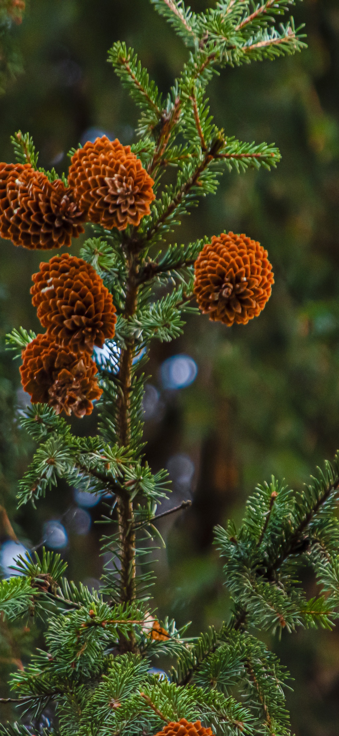 Branch, Nature, Christmas Tree, Vegetation, Biome. Wallpaper in 1125x2436 Resolution