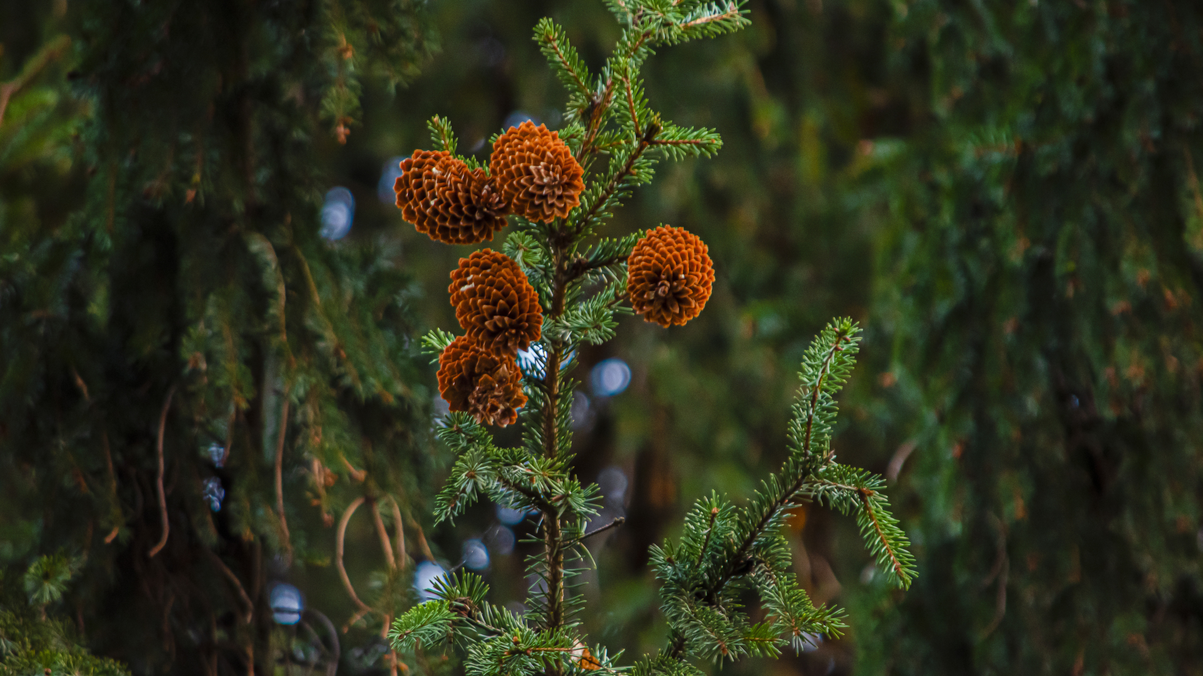 Branch, Nature, Christmas Tree, Vegetation, Biome. Wallpaper in 3840x2160 Resolution