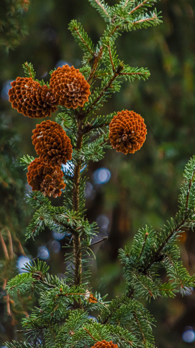 Branch, Nature, Christmas Tree, Vegetation, Biome. Wallpaper in 750x1334 Resolution