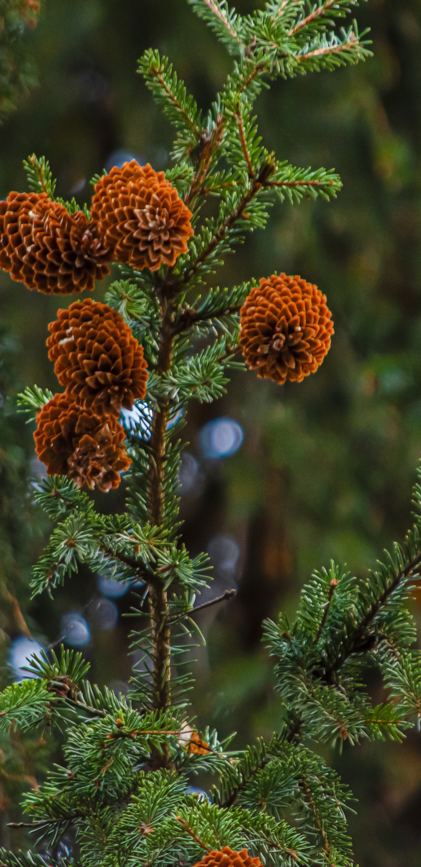 Nature, Arbre de Noël, Végétation, Biome, Forêt. Wallpaper in 1440x2960 Resolution