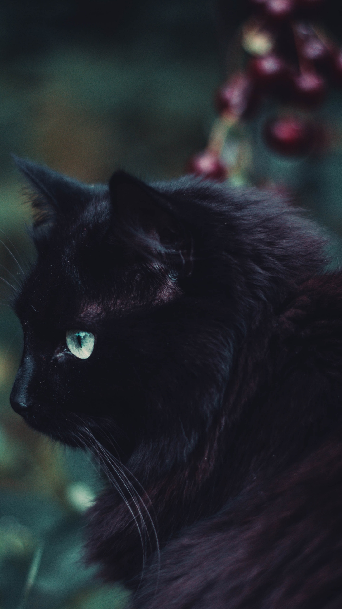 Schwarze Katze Auf Grünem Gras. Wallpaper in 1440x2560 Resolution