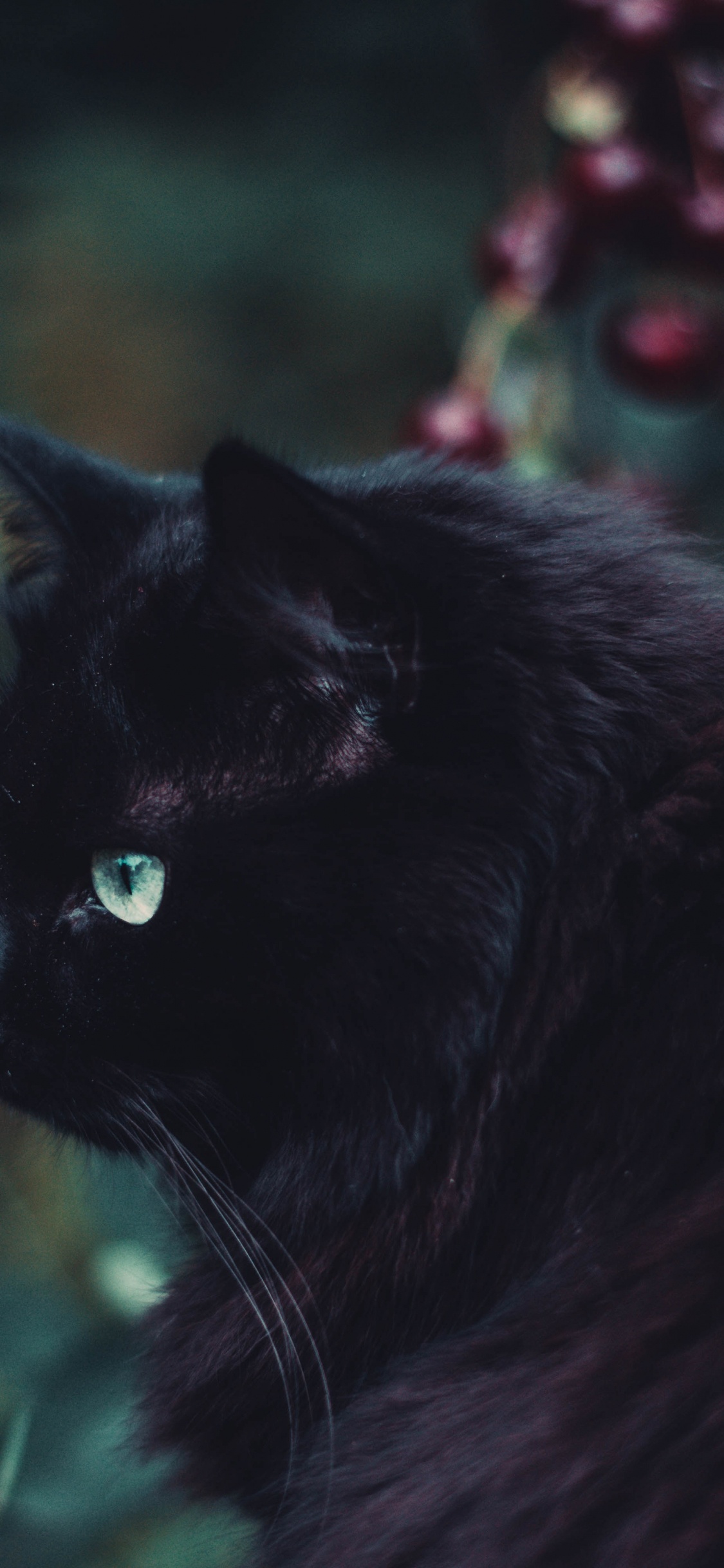 黑色的猫, 黑色的, 胡须, 猫科, 绿色的 壁纸 1125x2436 允许
