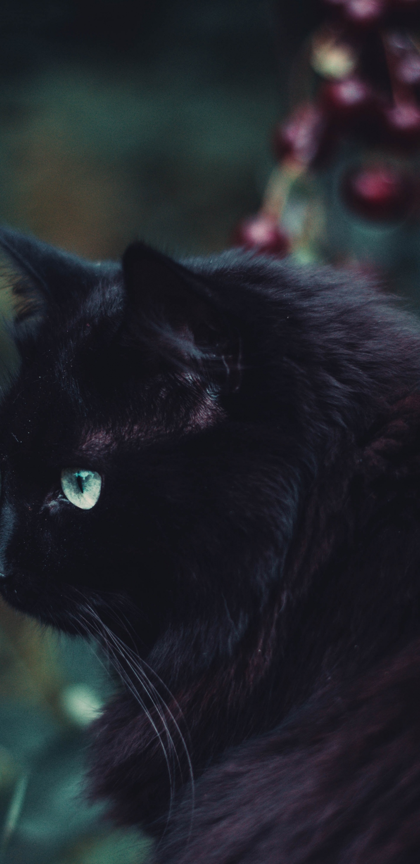黑色的猫, 黑色的, 胡须, 猫科, 绿色的 壁纸 1440x2960 允许