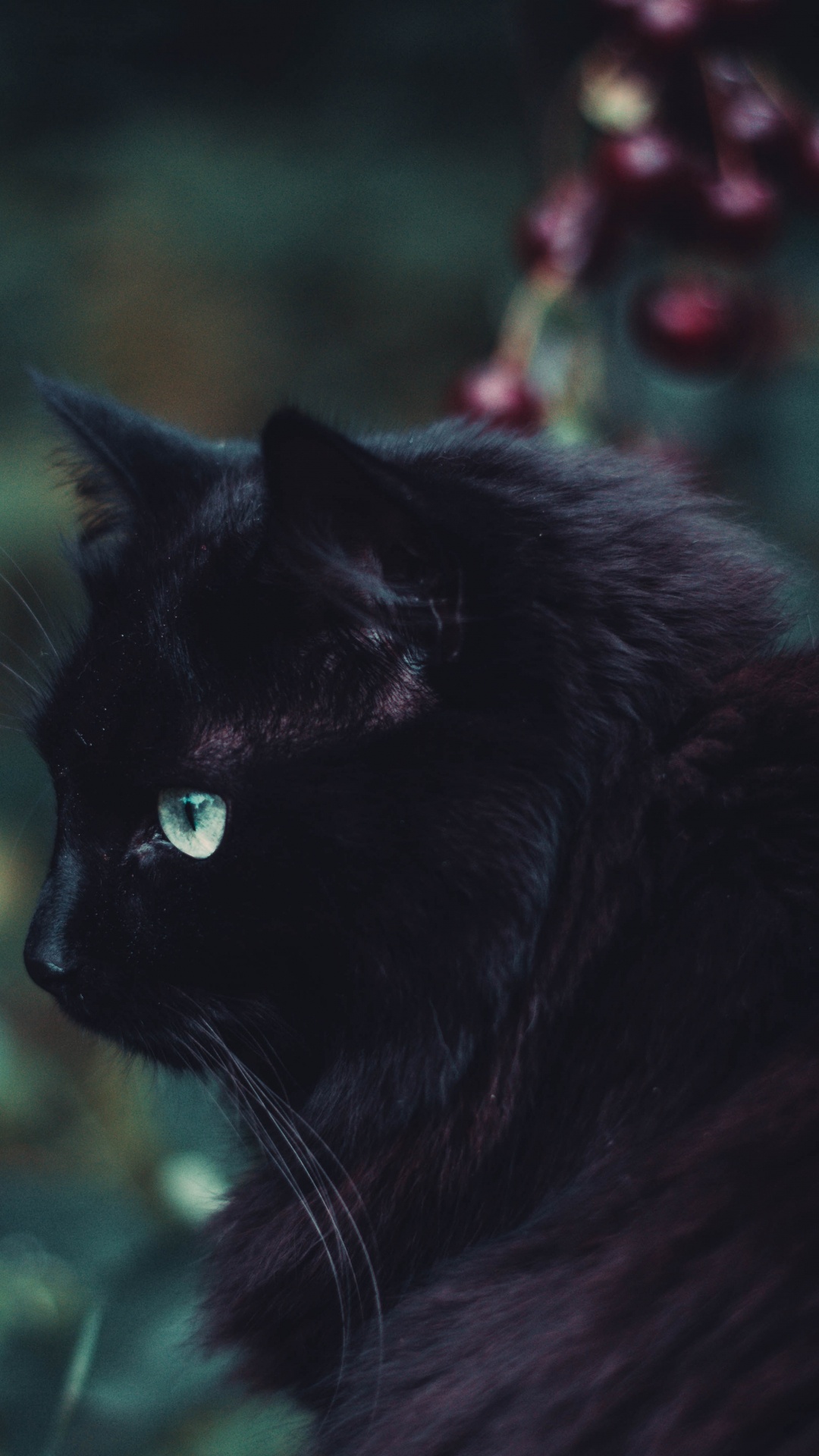 Black Cat on Green Grass. Wallpaper in 1080x1920 Resolution