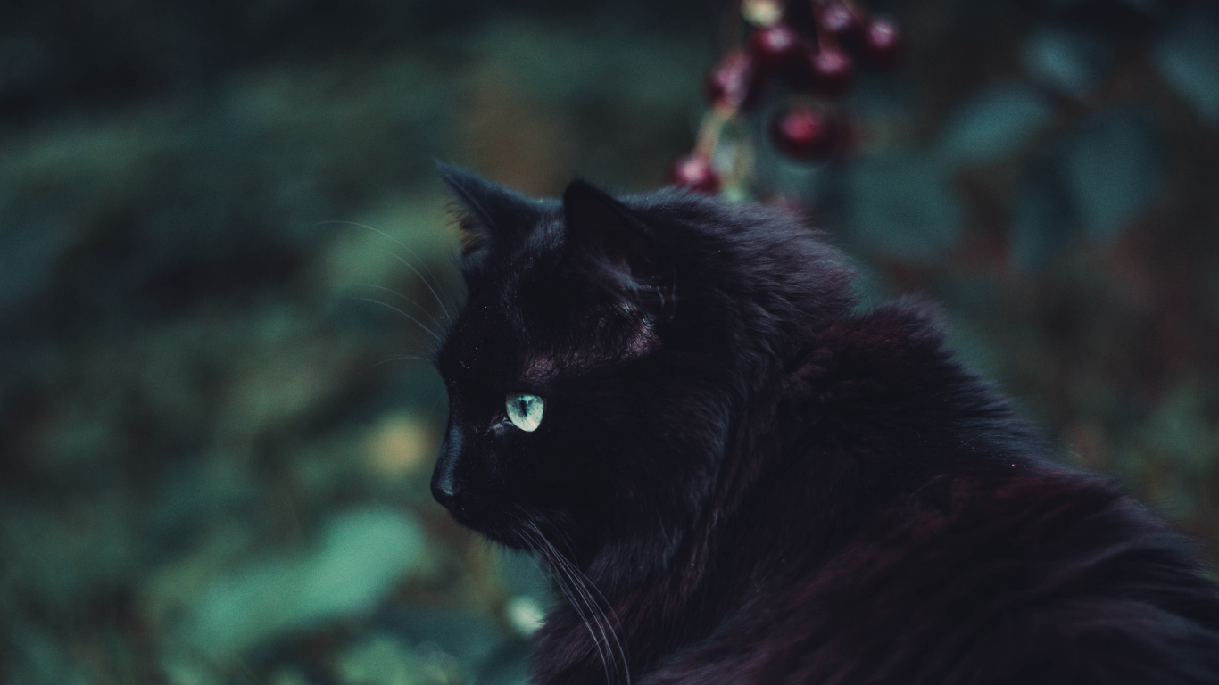 Black Cat on Green Grass. Wallpaper in 1366x768 Resolution