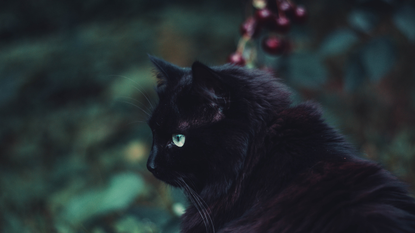 Chat Noir Sur L'herbe Verte. Wallpaper in 1366x768 Resolution