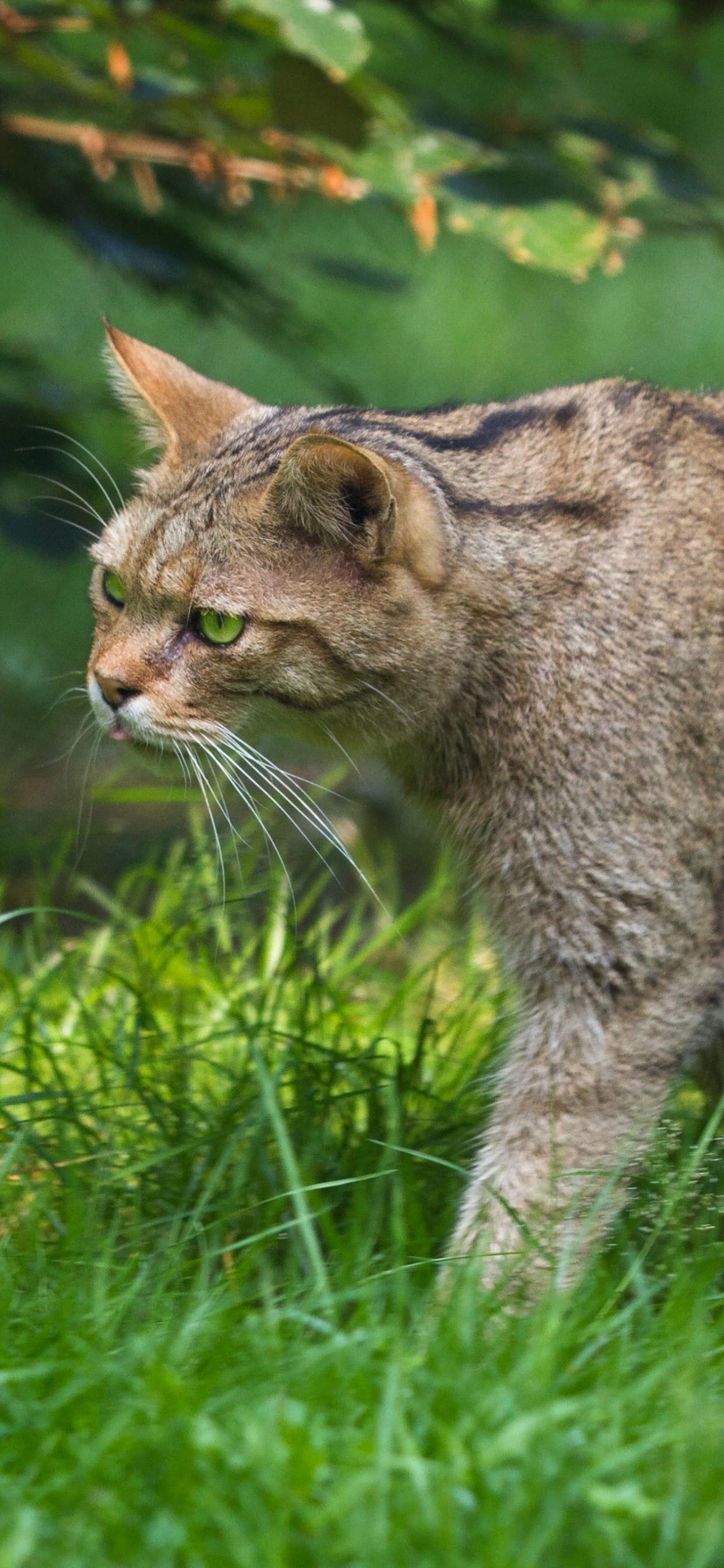 Tierwelt, Pixie Bob, Katze, Auge, Carnivore. Wallpaper in 1242x2688 Resolution