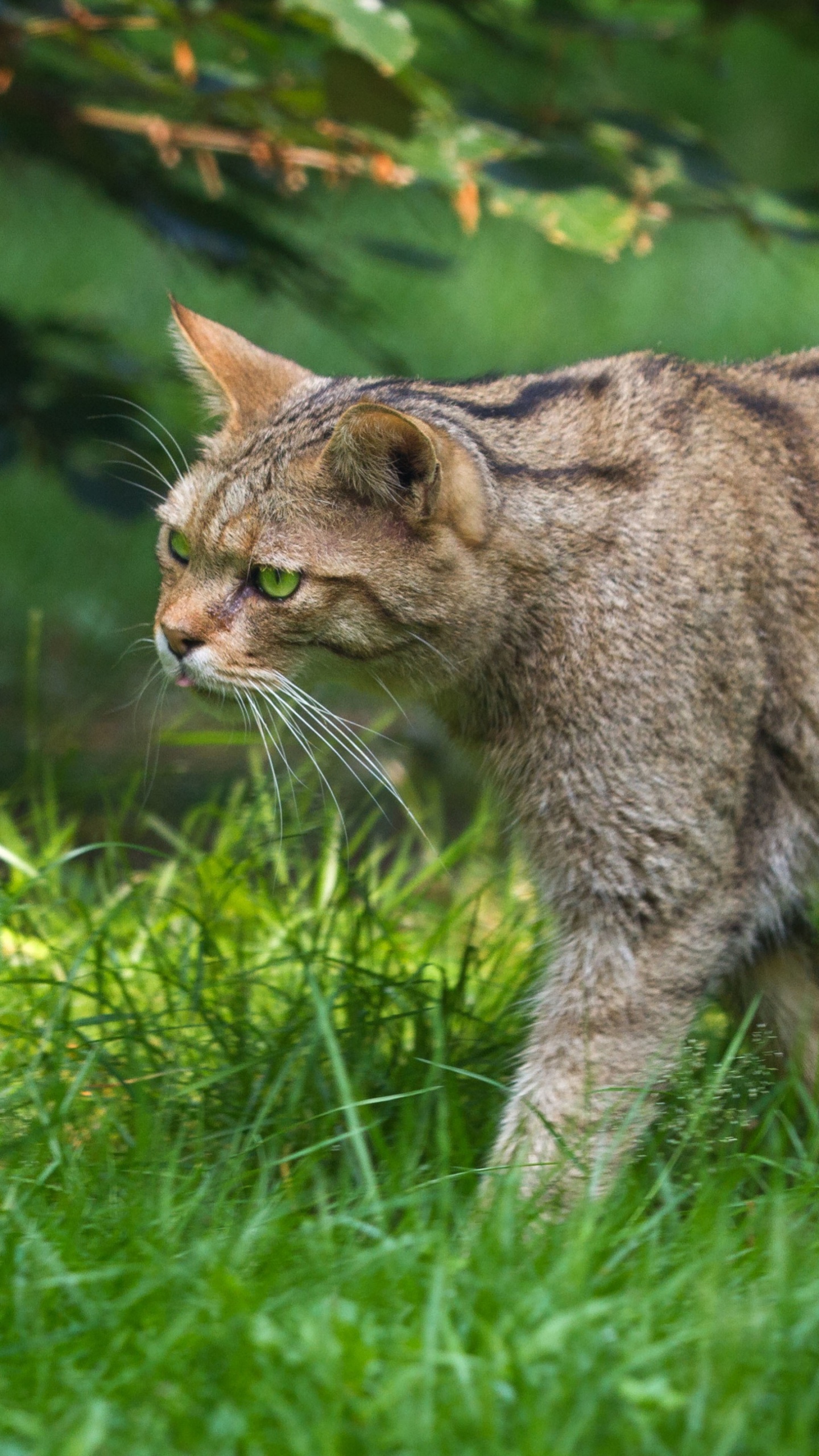 Tierwelt, Pixie Bob, Katze, Auge, Carnivore. Wallpaper in 1440x2560 Resolution