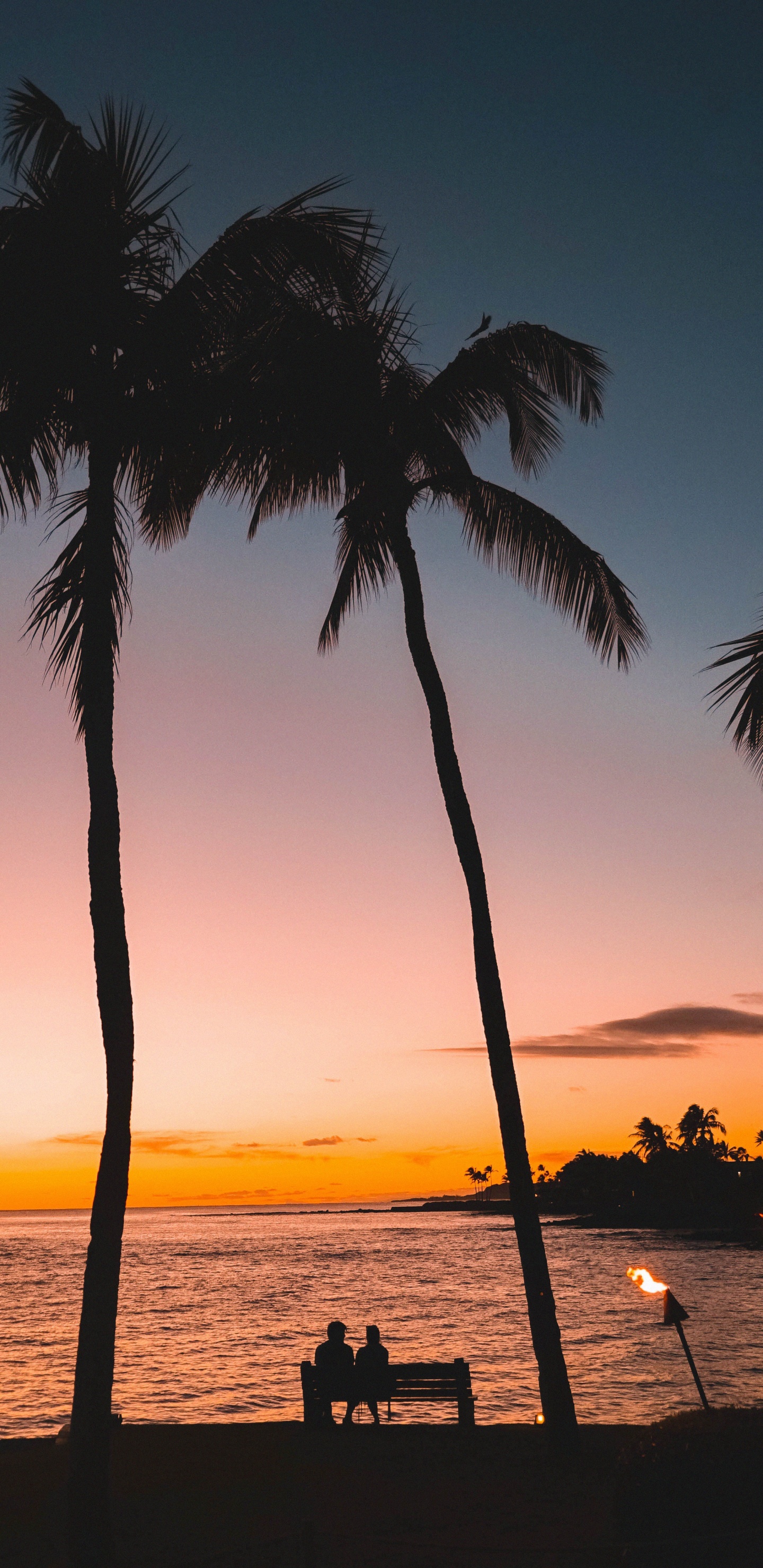 Baum, Tropics, Sonnenuntergang, Woody Pflanze, Elaeis. Wallpaper in 1440x2960 Resolution