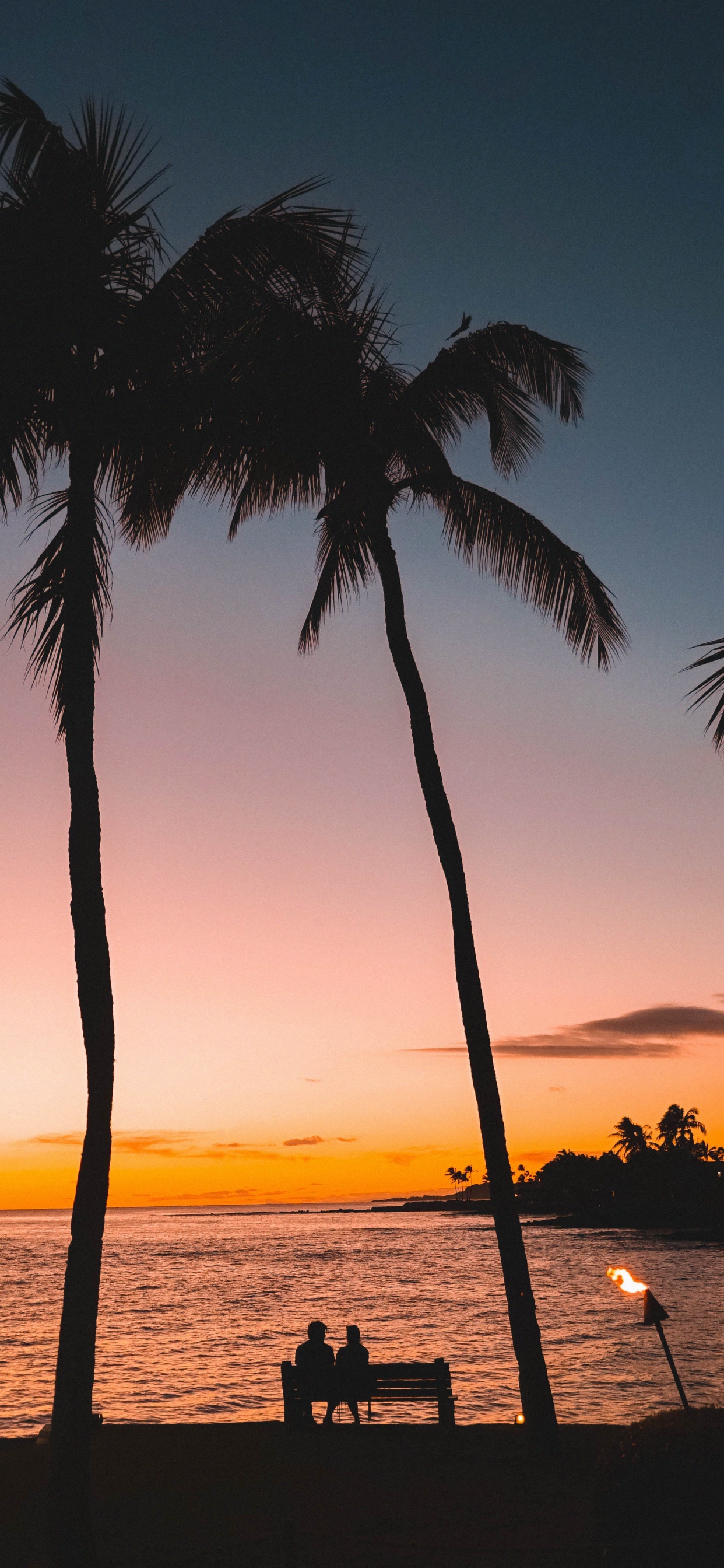 Tree, Palm Tree, Tropics, Sunset, Woody Plant. Wallpaper in 1242x2688 Resolution