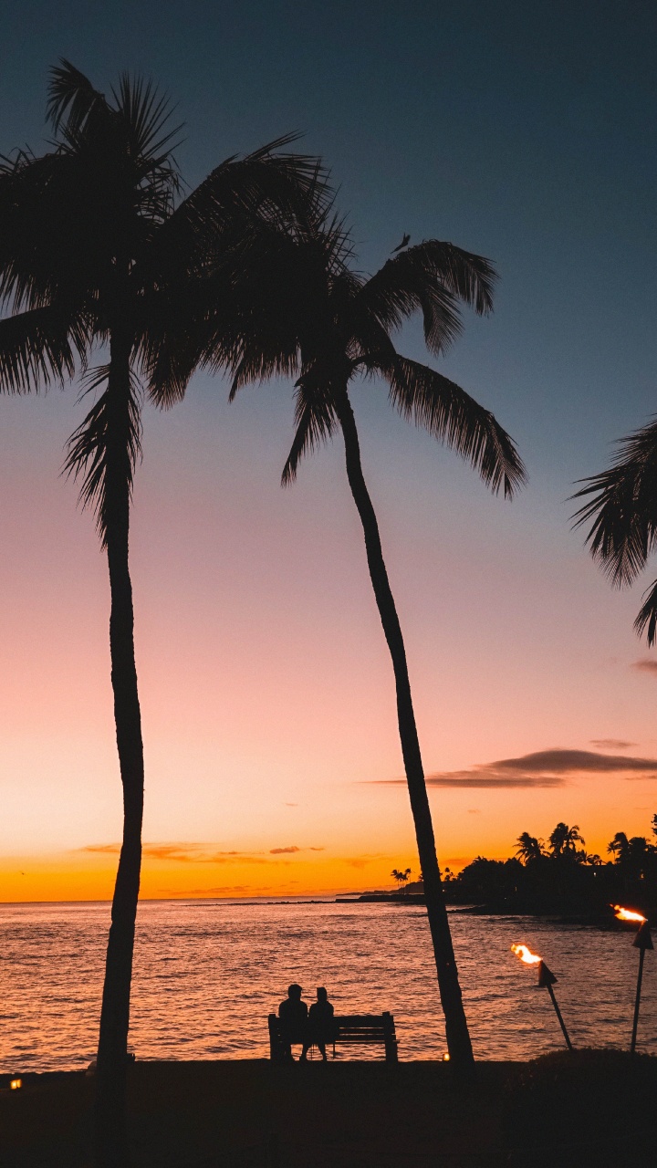 Tree, Palm Tree, Tropics, Sunset, Woody Plant. Wallpaper in 720x1280 Resolution