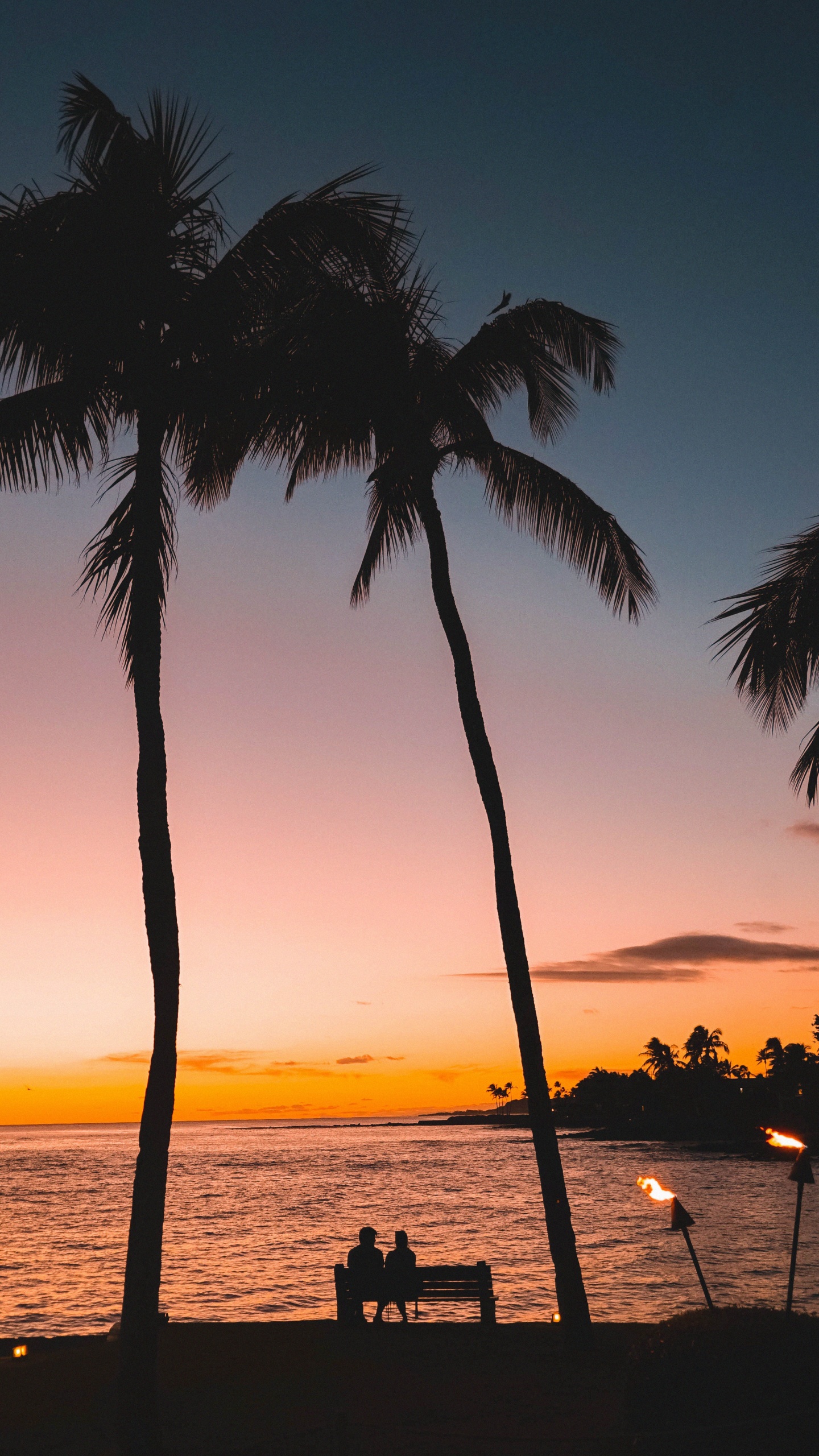 Tropique, Plantes Ligneuses, Elaeis, Usine, Arecales. Wallpaper in 1440x2560 Resolution