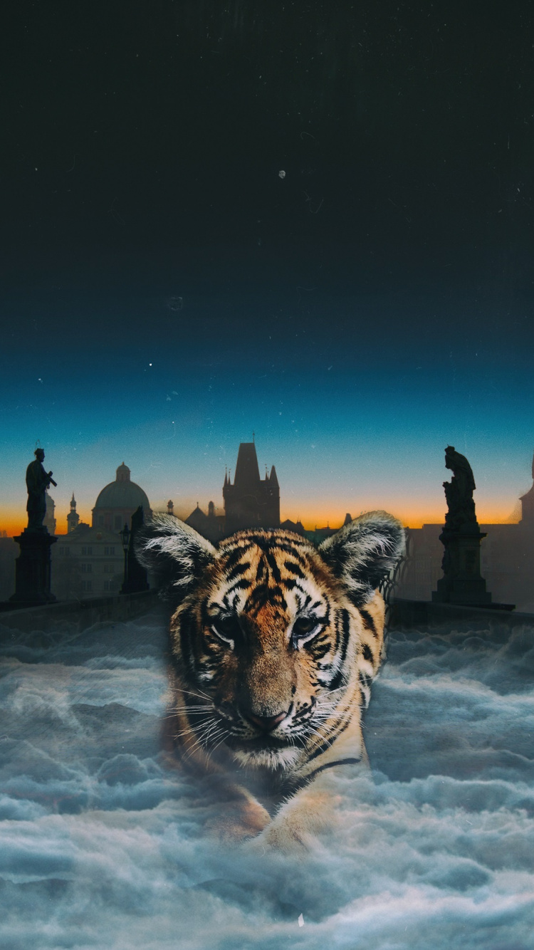 Tigre y Tigre en Suelo Cubierto de Nieve Durante la Noche. Wallpaper in 750x1334 Resolution