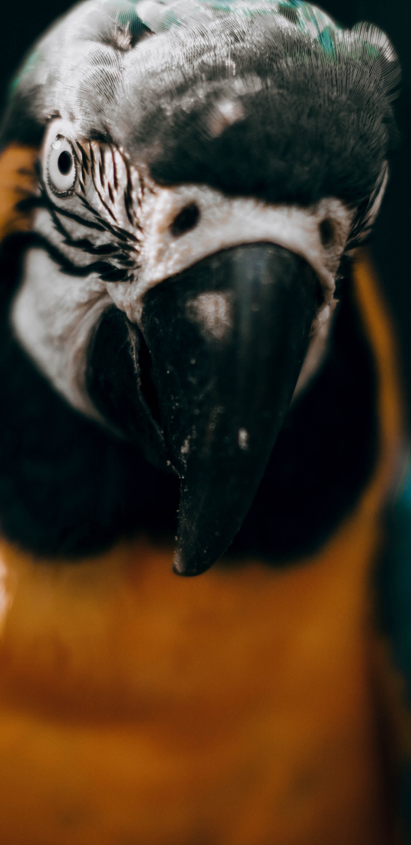 Blauer Gelber Und Weißer Ara. Wallpaper in 1440x2960 Resolution