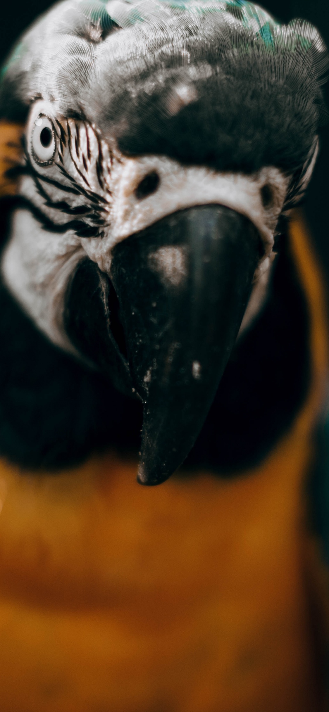 Guacamayo Azul Amarillo y Blanco. Wallpaper in 1125x2436 Resolution