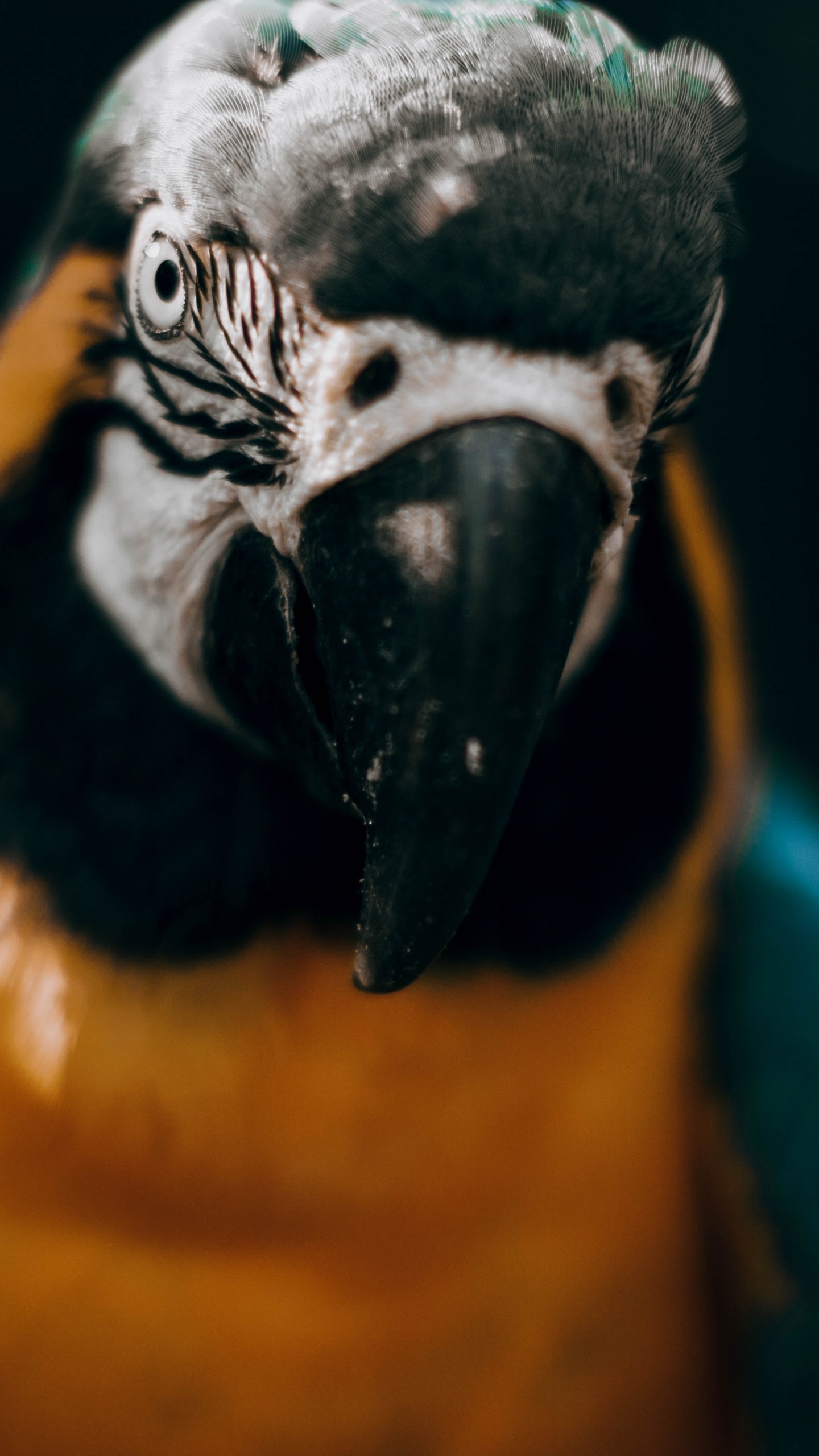 Guacamayo Azul Amarillo y Blanco. Wallpaper in 1440x2560 Resolution