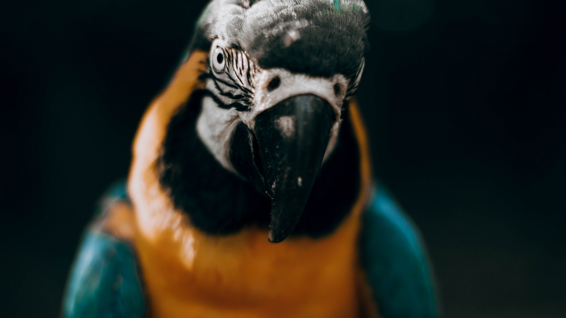 Guacamayo Azul Amarillo y Blanco. Wallpaper in 1920x1080 Resolution