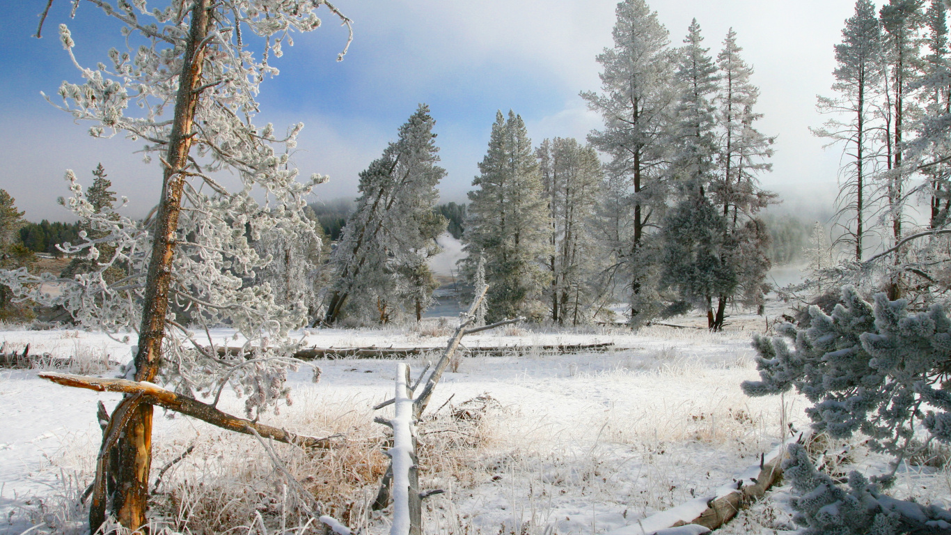 Árboles Verdes Cubiertos de Nieve Durante el Día. Wallpaper in 1366x768 Resolution