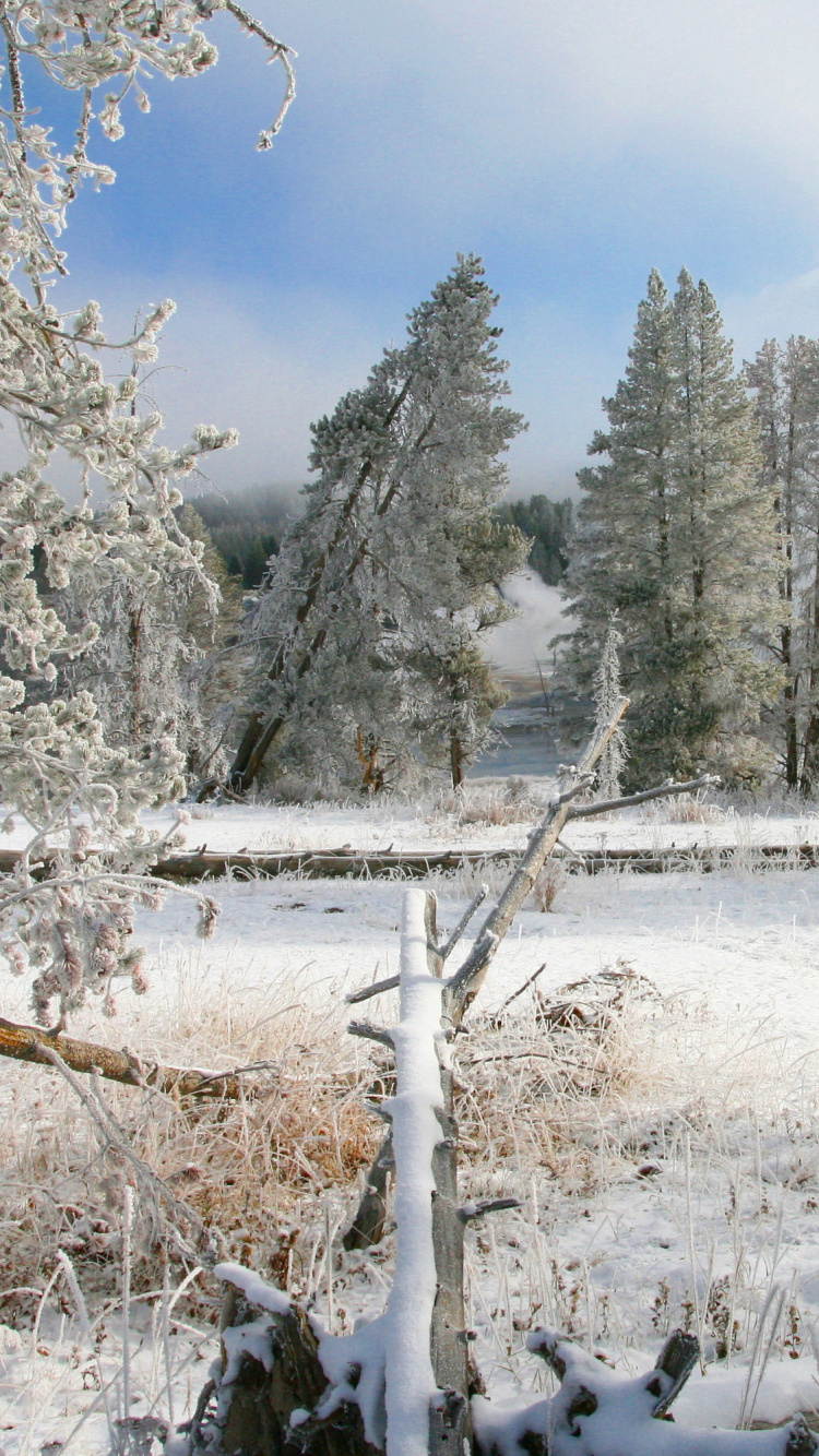 Green Trees Covered With Snow During Daytime. Wallpaper in 750x1334 Resolution