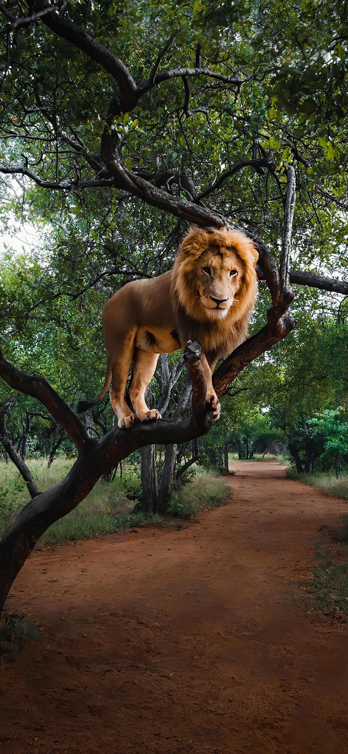 Masai León, Sistema Olympus OM, Carnívoro, Felidae, Leones. Wallpaper in 1125x2436 Resolution