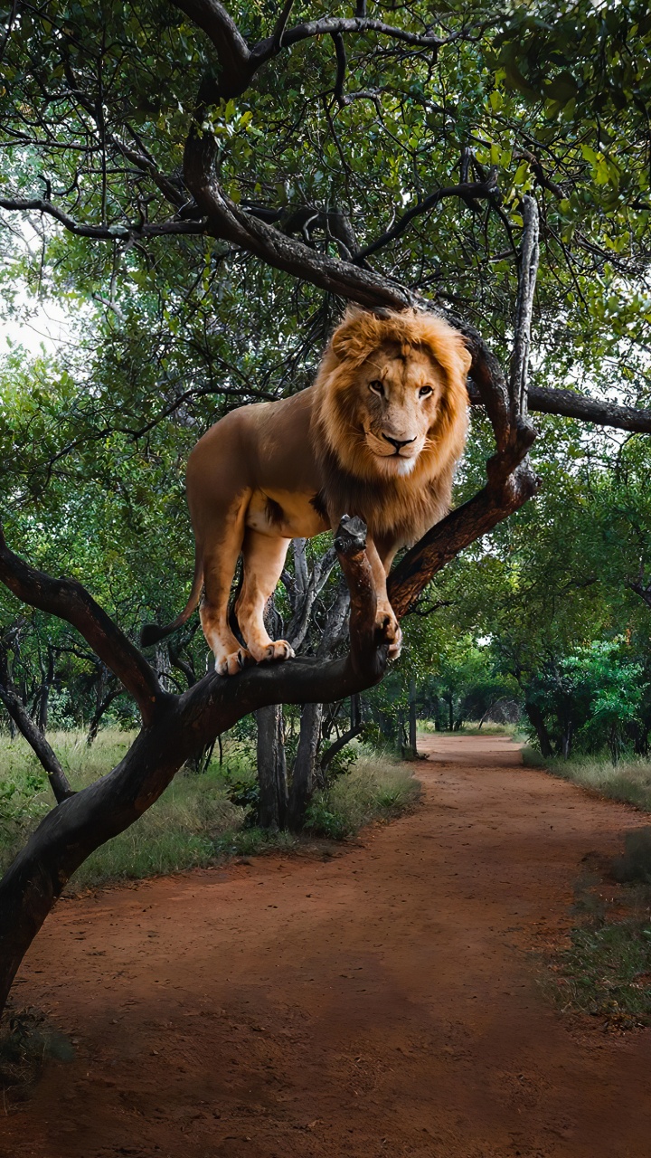 Masai Lion, Olympus OM System, Plant, Tree, Carnivore. Wallpaper in 720x1280 Resolution