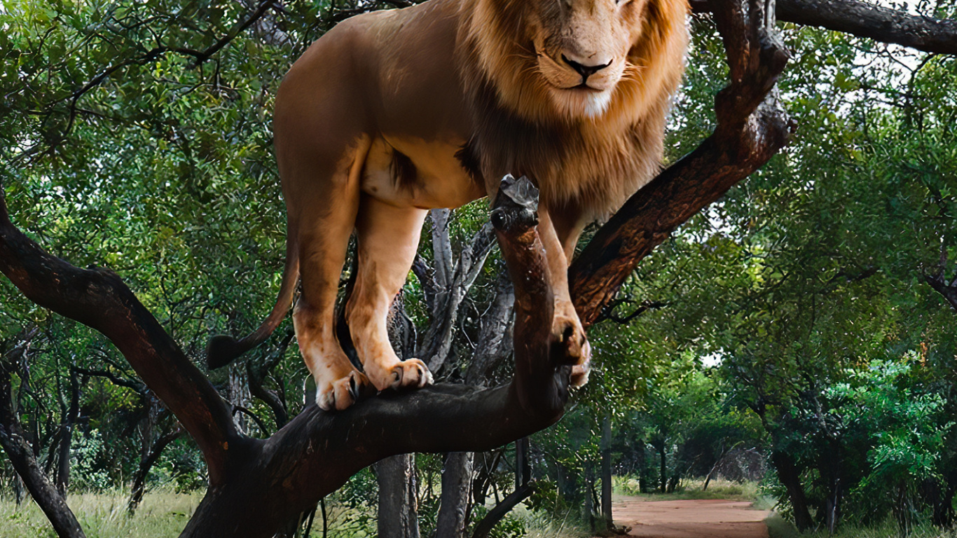 Masai Lion, Système Olympus OM, Carnivores, Felidae, Lion. Wallpaper in 1366x768 Resolution