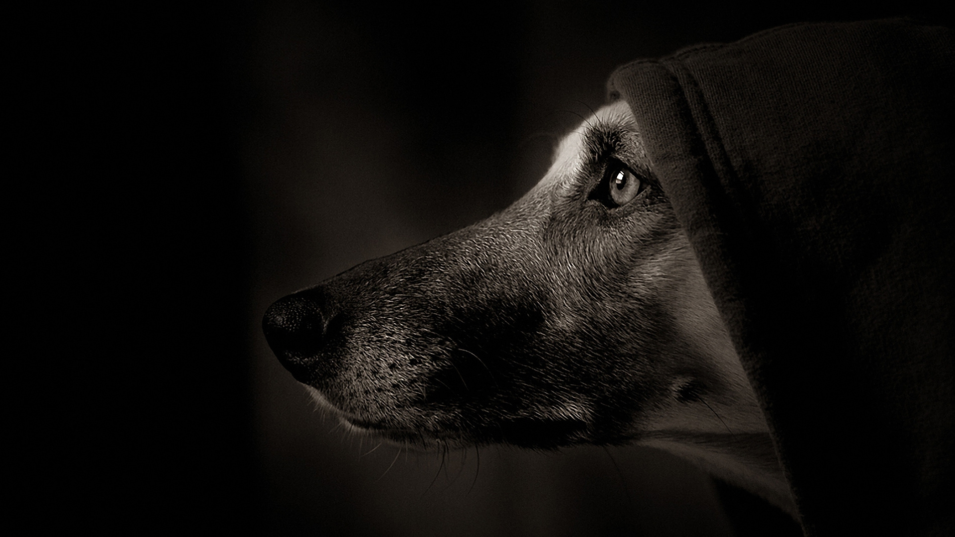 Photo en Niveaux de Gris D'un Chien Recouvert D'une Couverture. Wallpaper in 1920x1080 Resolution