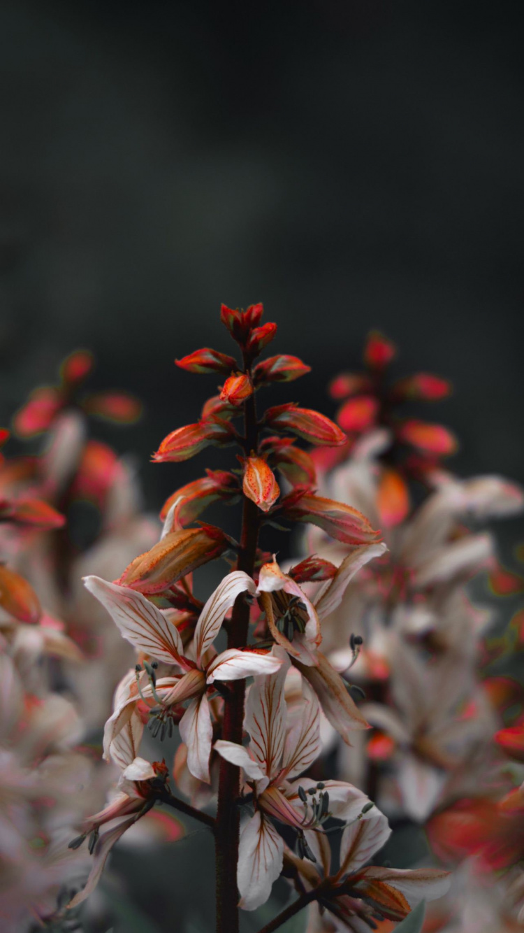 Flora, Flower, Plant, Terrestrial Plant, Petal. Wallpaper in 750x1334 Resolution