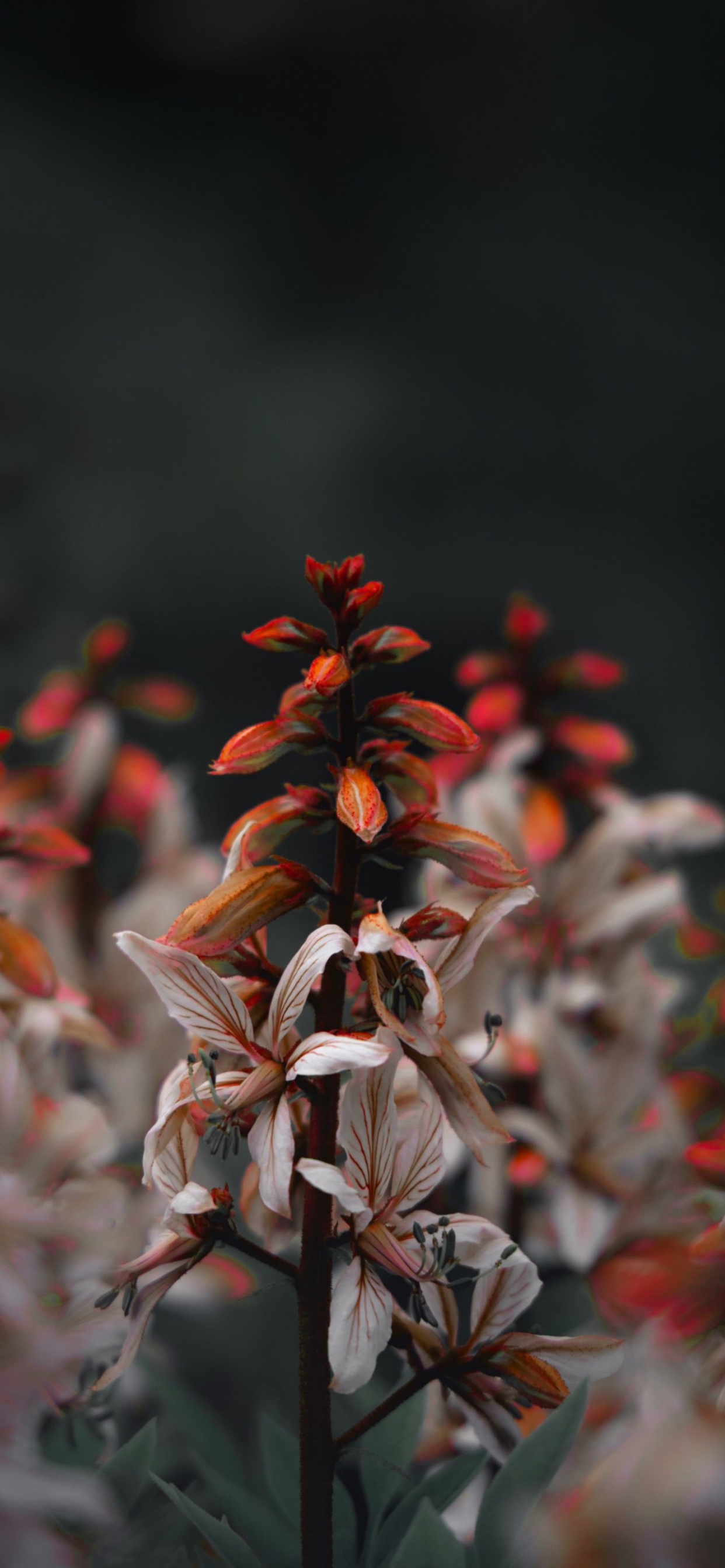 Flora, Planta Terrestre, Pétalo, Ramita, la Floración de la Planta. Wallpaper in 1242x2688 Resolution