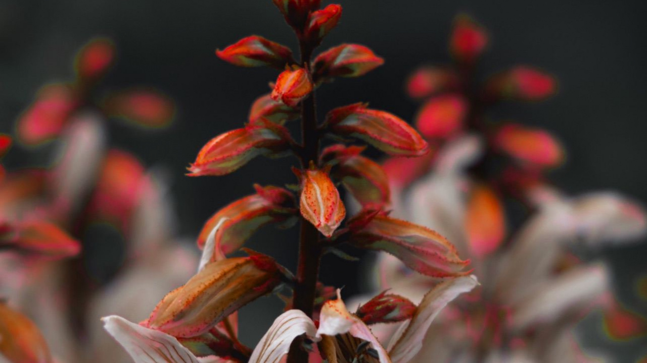 Flora, Terrestrische Pflanzen, Blütenblatt, Zweig, Blühende Pflanze. Wallpaper in 1280x720 Resolution