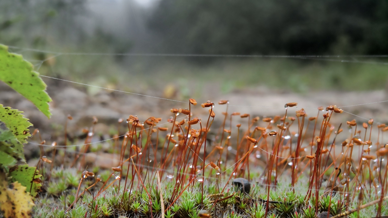 Campo de Hierba Verde Durante el Día. Wallpaper in 1280x720 Resolution