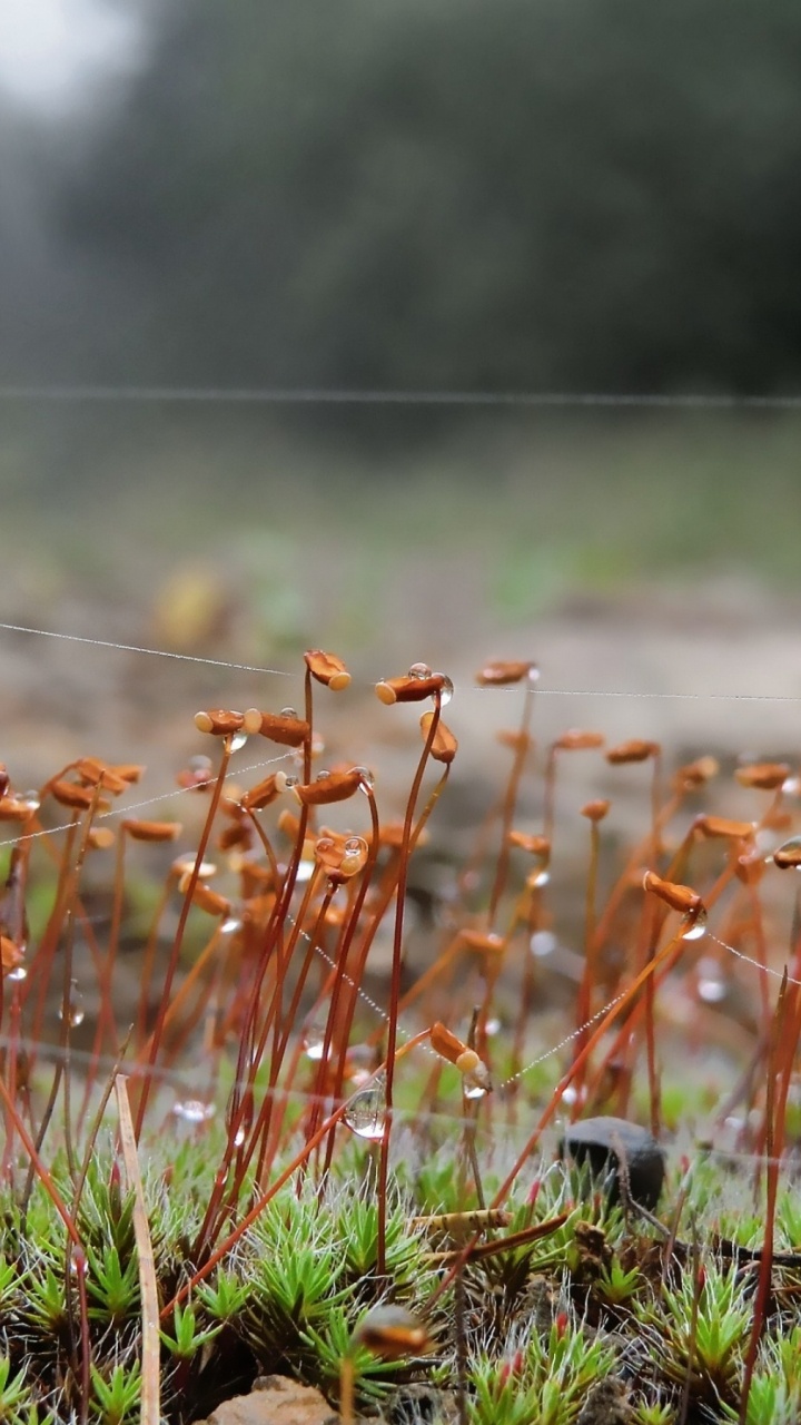 Green Grass Field During Daytime. Wallpaper in 720x1280 Resolution