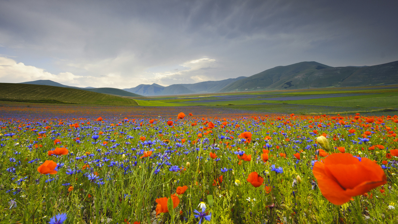 Campo de Flores Rojas, Azules y Amarillas Bajo el Cielo Nublado Durante el Día. Wallpaper in 1280x720 Resolution