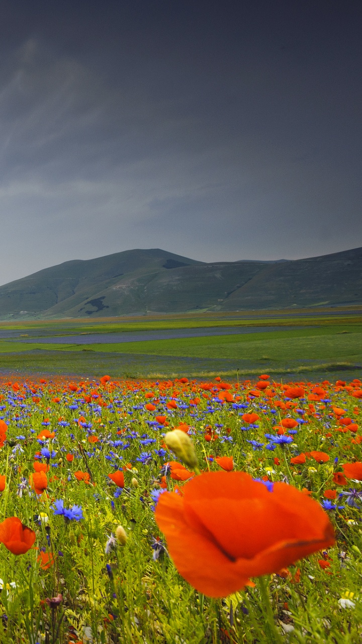 Campo de Flores Rojas, Azules y Amarillas Bajo el Cielo Nublado Durante el Día. Wallpaper in 720x1280 Resolution