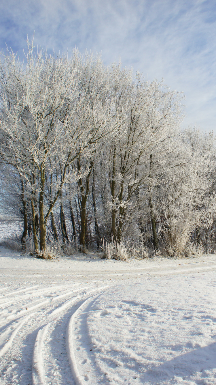 Personne Dans un Sol Couvert de Neige Blanche Près Des Arbres Nus Pendant la Journée. Wallpaper in 750x1334 Resolution