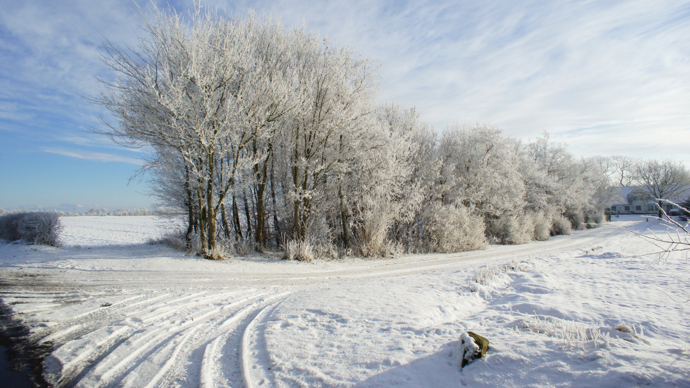 Person in White Snow Covered Ground Near Bare Trees During Daytime. Wallpaper in 1366x768 Resolution