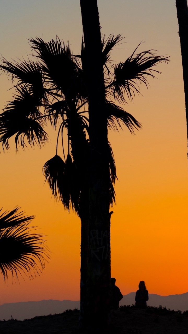 Silhouette Von Menschen, Die Während Des Sonnenuntergangs in Der Nähe Von Palmen Stehen. Wallpaper in 720x1280 Resolution