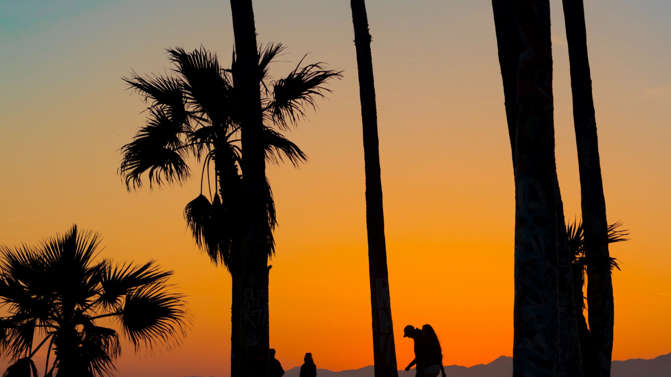 Silhouette of People Standing Near Palm Trees During Sunset. Wallpaper in 1366x768 Resolution