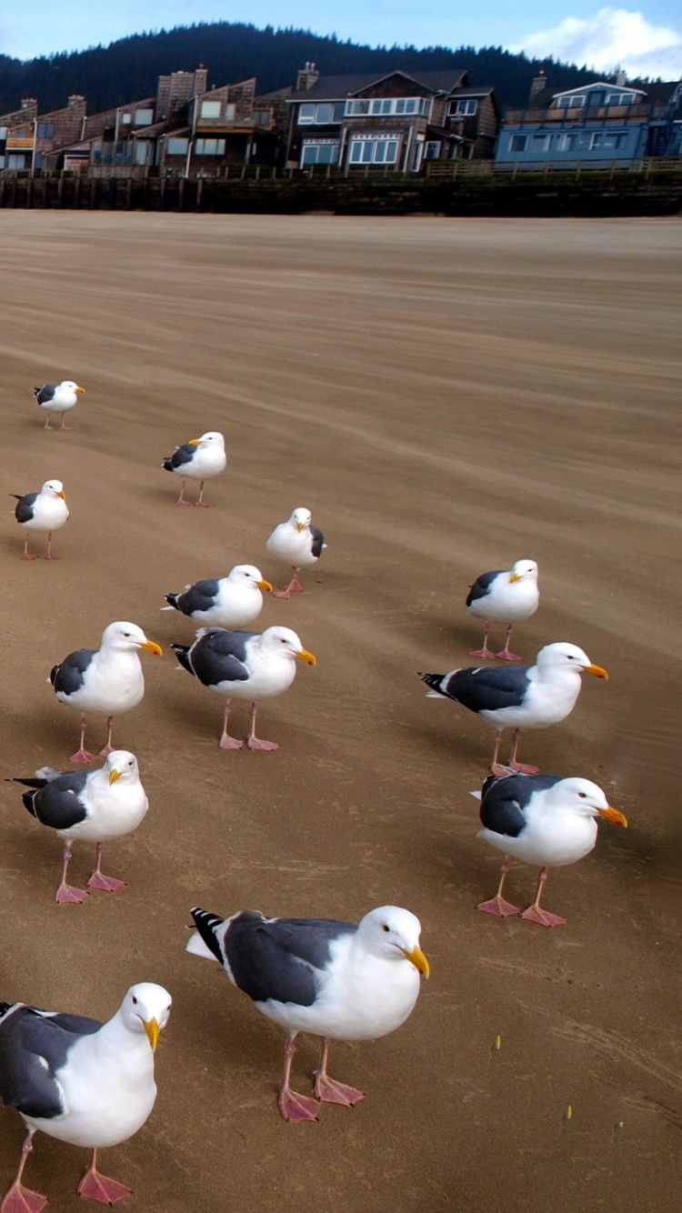 Troupeau D'oiseaux Blancs et Noirs Sur le Sable Brun Pendant la Journée. Wallpaper in 750x1334 Resolution