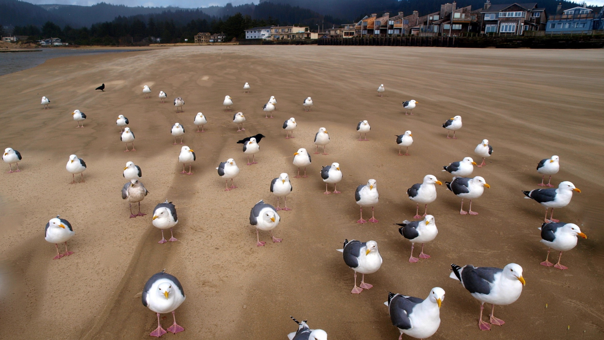 Flock of White and Black Birds on Brown Sand During Daytime. Wallpaper in 1920x1080 Resolution