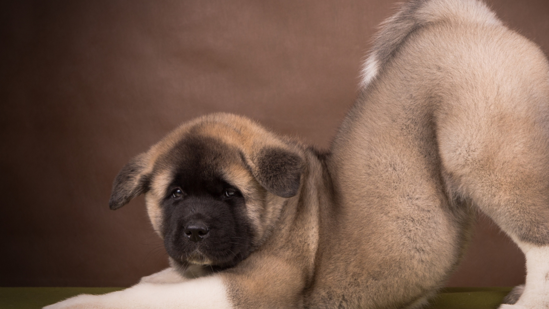 Brown and Black Short Coated Dog Lying on White Textile. Wallpaper in 1920x1080 Resolution