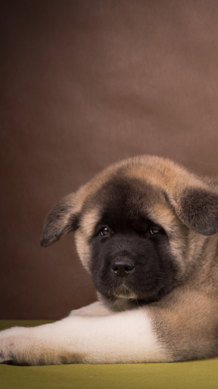 Brown and Black Short Coated Dog Lying on White Textile. Wallpaper in 750x1334 Resolution