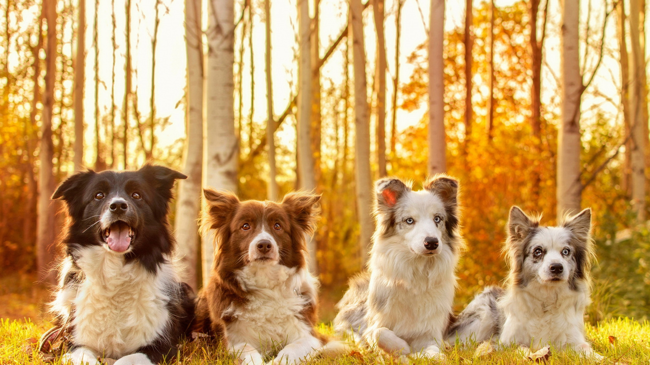 White and Brown Long Coated Dogs on White Snow During Daytime. Wallpaper in 1280x720 Resolution