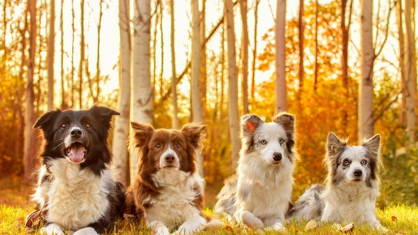 White and Brown Long Coated Dogs on White Snow During Daytime. Wallpaper in 1366x768 Resolution