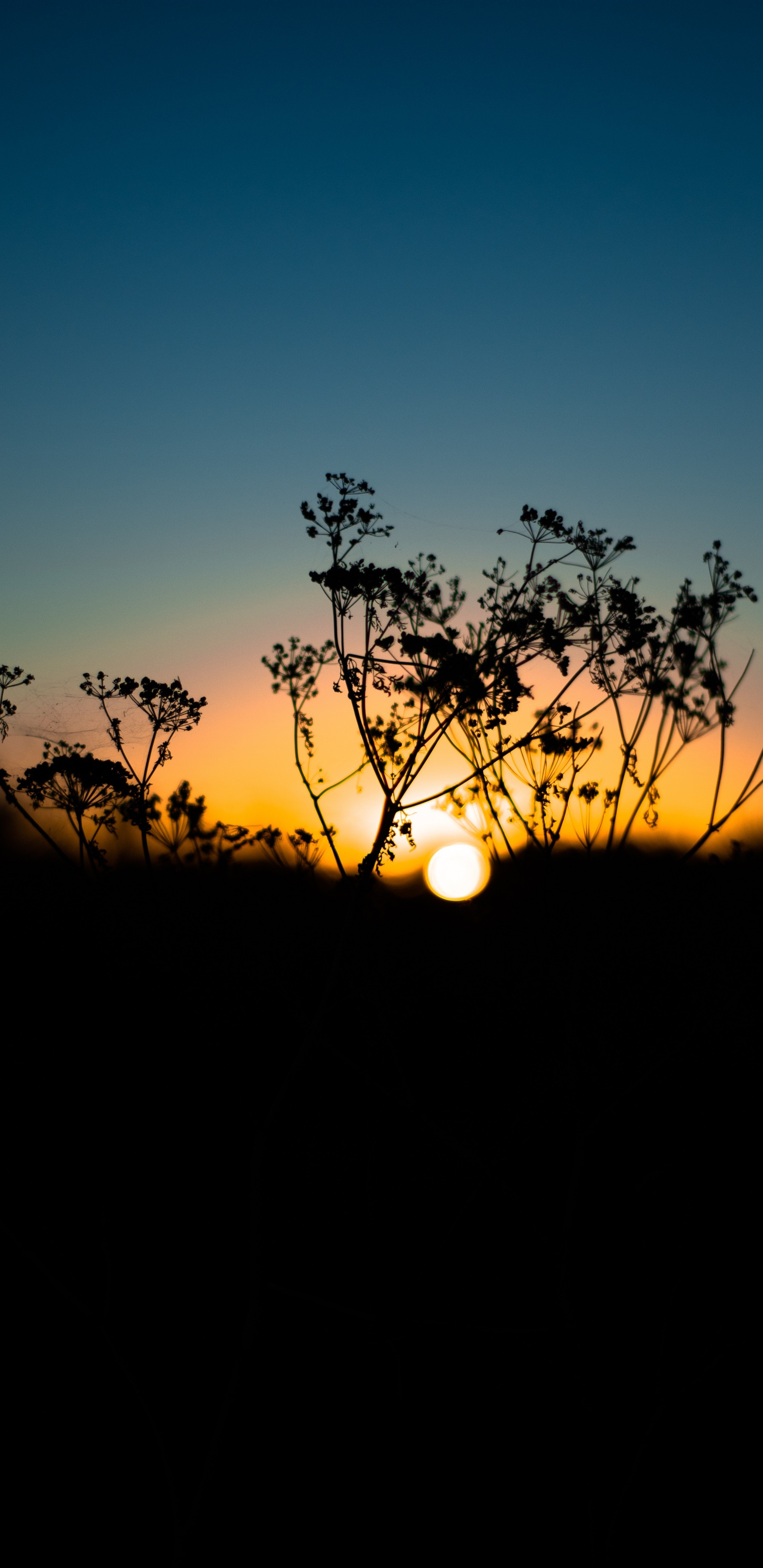 Natur, Naturlandschaft, Horizont, Baum, Sonnenuntergang. Wallpaper in 1440x2960 Resolution