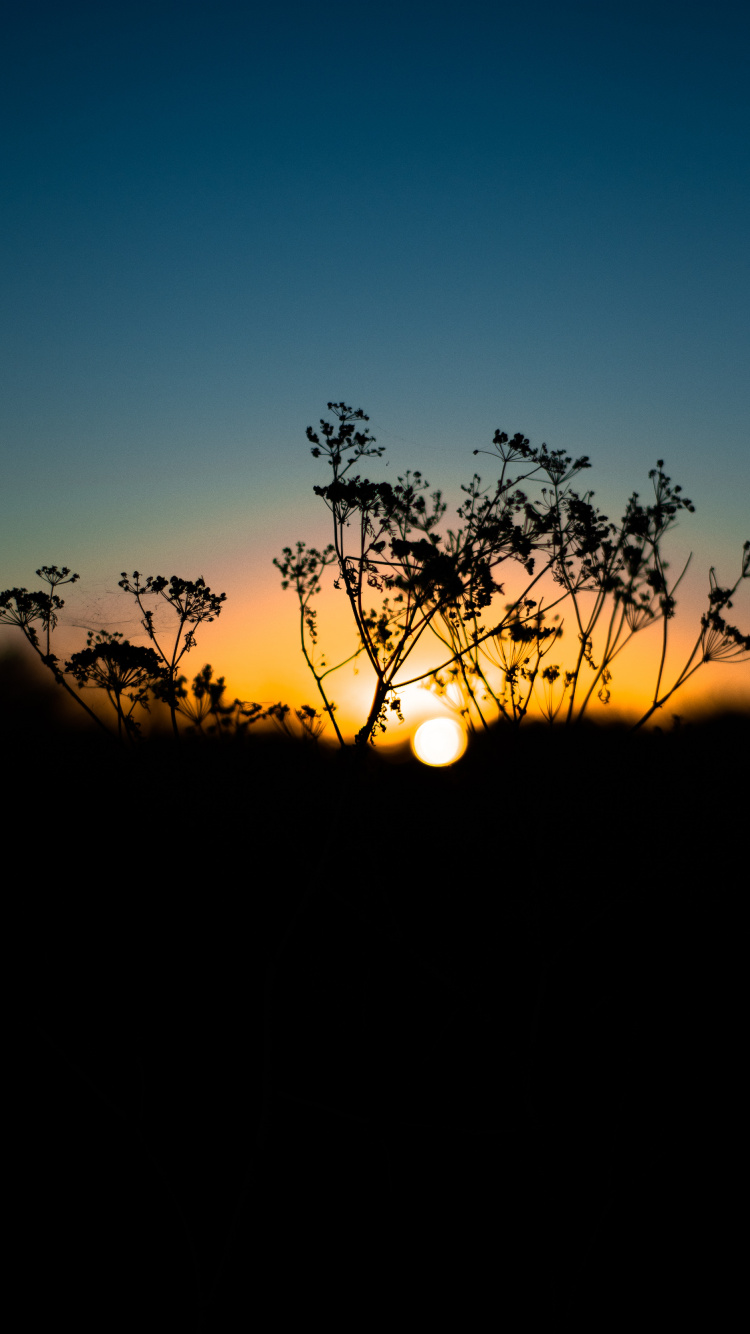 Natur, Naturlandschaft, Horizont, Baum, Sonnenuntergang. Wallpaper in 750x1334 Resolution