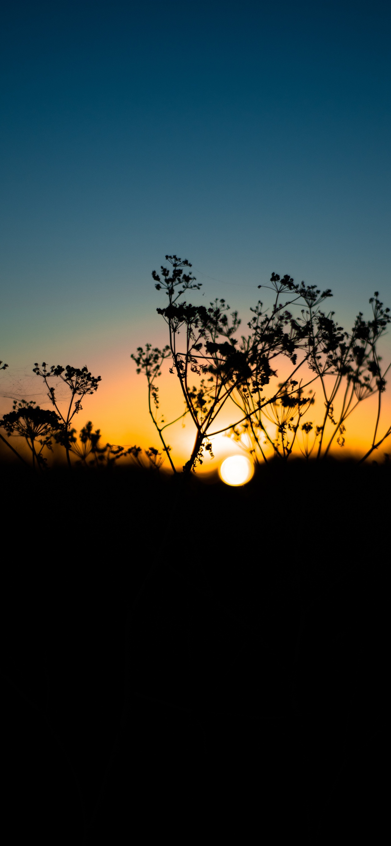 Nature, Paysage Naturel, Horizon, Lever, Végétation. Wallpaper in 1242x2688 Resolution