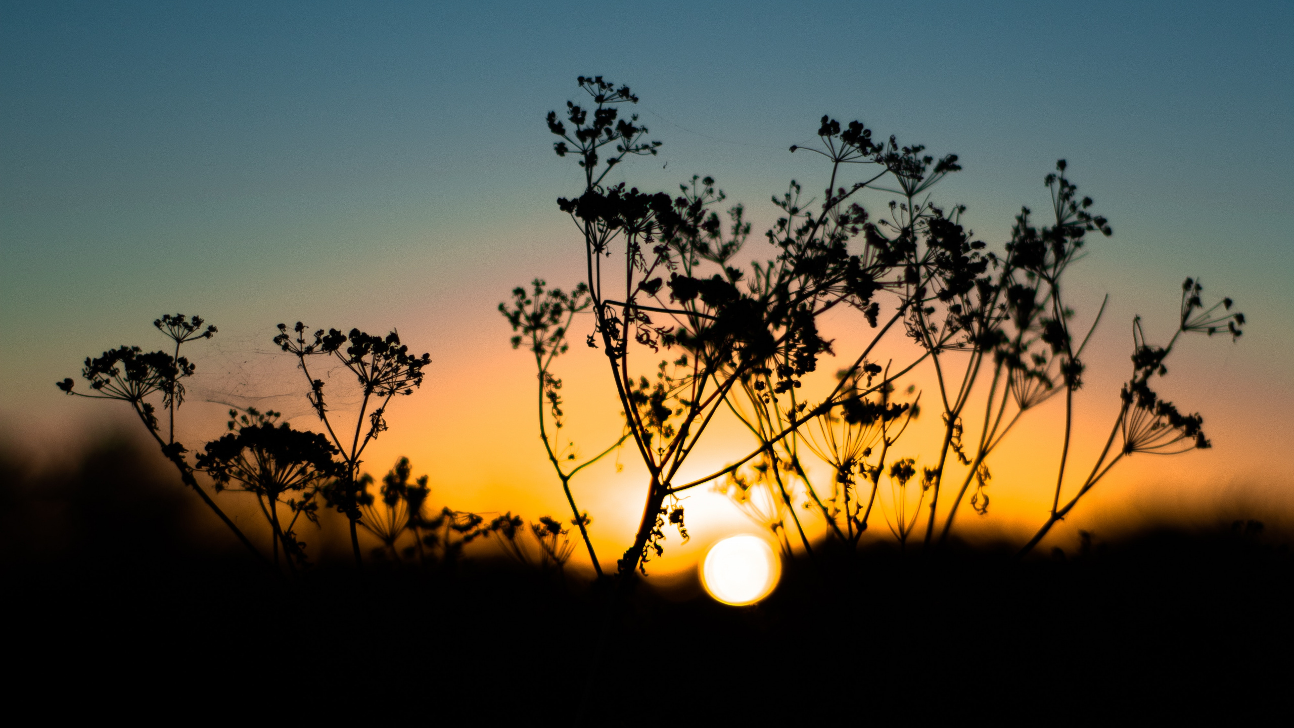 Nature, Natural Landscape, Horizon, Tree, Sunset. Wallpaper in 2560x1440 Resolution