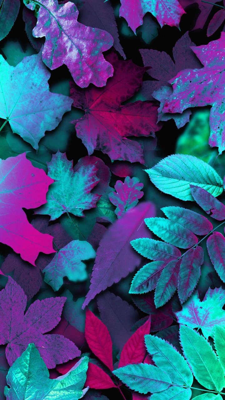 la Pureté de la Couleur, Feuille, Botanique, Purple, Pétale. Wallpaper in 720x1280 Resolution